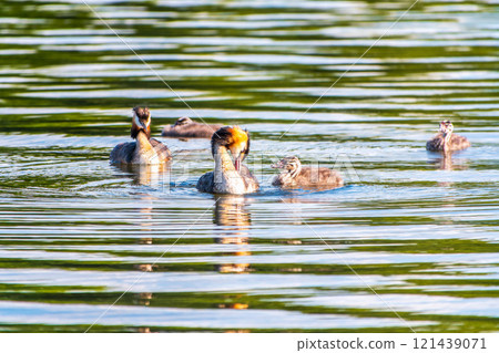 The waterfowl bird, great crested grebe with chick, swimming in the lake. The waterfowl bird, great crested grebe with chick, swimming in the lake. 121439071