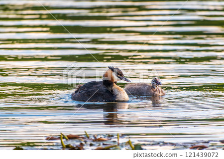 The waterfowl bird, great crested grebe with chick, swimming in the lake. The waterfowl bird, great crested grebe with chick, swimming in the lake. 121439072