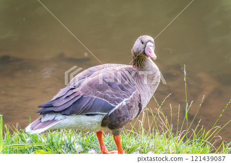 Greater White-fronted Goose (Anser albifrons) standing on the green shore of the pond. 121439087