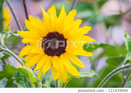 Close-up on the head of sunflower blooming, textures of stamens Close-up on the head of sunflower blooming, textures of stamens 121439094