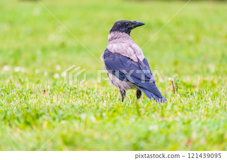 Hooded crow, corvus cornix, standing on the lawn in the spring or summer 121439095