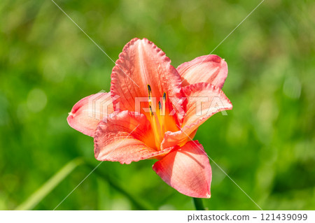Close up of a single orange day lily, Hemerocallis fulva, in full bloom. 121439099