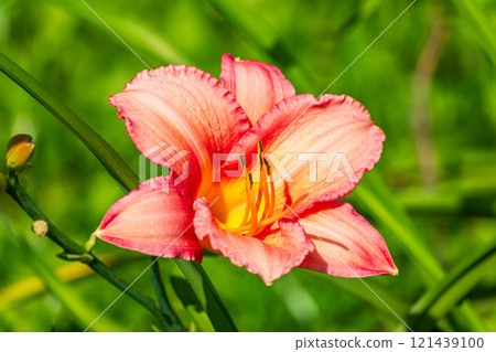 Close up of a single orange day lily, Hemerocallis fulva, in full bloom. Close up of a single orange day lily, Hemerocallis fulva, in full bloom. 121439100