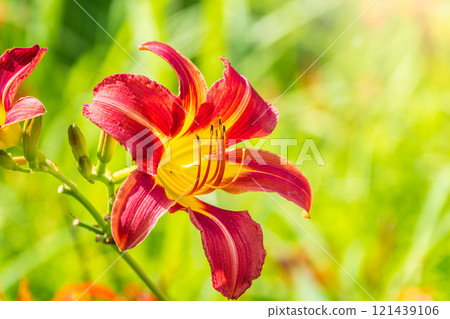 Close up of a single orange day lily, Hemerocallis fulva, in full bloom. Close up of a single orange day lily, Hemerocallis fulva, in full bloom. 121439106