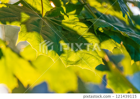 Maple branches with green and yellow leaves in autumn, in the light of sunset. Maple branches with green and yellow leaves in autumn, in the light of sunset. 121439115