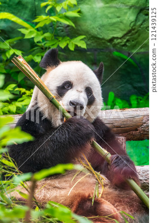 The Giant Panda Bear sits while eating a bamboo stalk 121439125
