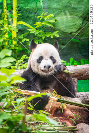 The Giant Panda Bear sits while eating a bamboo stalk The Giant Panda Bear sits while eating a bamboo stalk 121439126