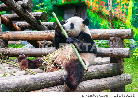 The Giant Panda Bear sits while eating a bamboo stalk The Giant Panda Bear sits while eating a bamboo stalk 121439131