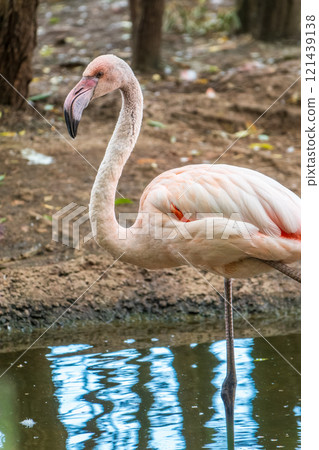 The greater flamingo, Phoenicopterus roseus, standing in water on lake shore. 121439138