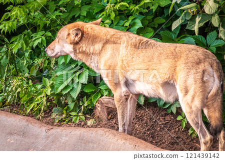 Gray wolf in forest on the green grass. The wolf, Canis lupus 121439142