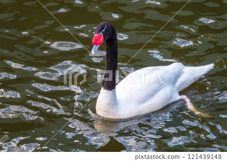 The black-necked swan, Cygnus melancoryphus, is a swan that is the largest waterfowl native to South America. The body plumage is white with a black neck and head and greyish bill 121439148
