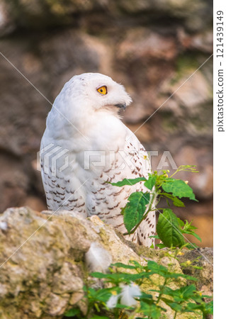 A snowy owl sits on a rock cliff. A snowy owl sits on a rock cliff. 121439149