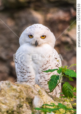 A snowy owl sits on a rock cliff. A snowy owl sits on a rock cliff. 121439150