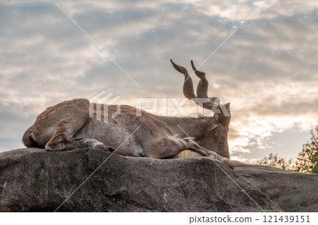 Close-up portrait of Markhor, Capra falconeri, wild goat native to Central Asia, Karakoram and the Himalayas Close-up portrait of Markhor, Capra falconeri, wild goat native to Central Asia, Karakoram and the Himalayas 121439151