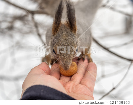 Squirrel eats nuts from a man's hand. Caring for animals in winter or autumn. 121439163