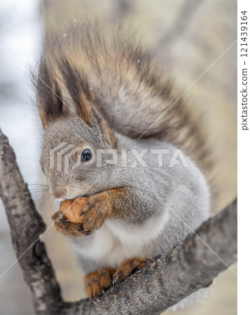 The squirrel with nut sits on tree in the winter or late autumn 121439164