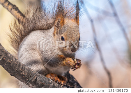 The squirrel with nut sits on tree in the winter or late autumn 121439170