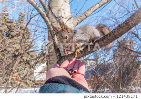 Squirrel eats nuts from a man's hand. Caring for animals in winter or autumn. 121439171
