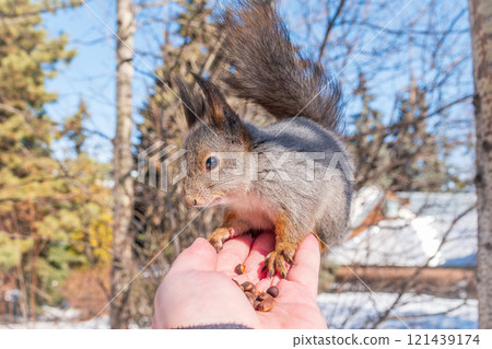 Squirrel eats nuts from a man's hand. Caring for animals in winter or autumn. 121439174