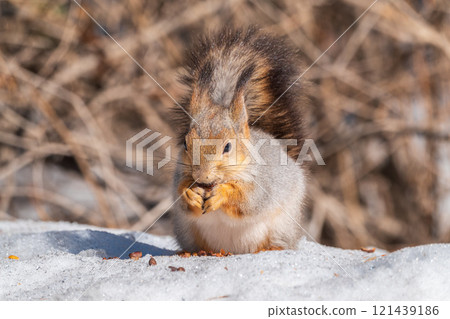 The squirrel in winter sits on white snow. The squirrel in winter sits on white snow. 121439186