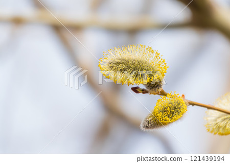 Nature awakes in spring. Blooming willow twigs and furry willow-catkins, so called seals or cats. Holly willow, Salix caprea Nature awakes in spring. Blooming willow twigs and furry willow-catkins, so called seals or cats. Holly willow, Salix caprea 121439194