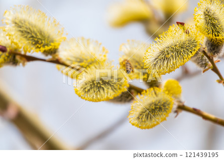Nature awakes in spring. Blooming willow twigs and furry willow-catkins, so called seals or cats. Holly willow, Salix caprea Nature awakes in spring. Blooming willow twigs and furry willow-catkins, so called seals or cats. Holly willow, Salix caprea 121439195