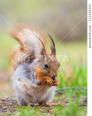 Squirrel eats a nut while sitting in green grass. Eurasian red squirrel, Sciurus vulgaris 121439201