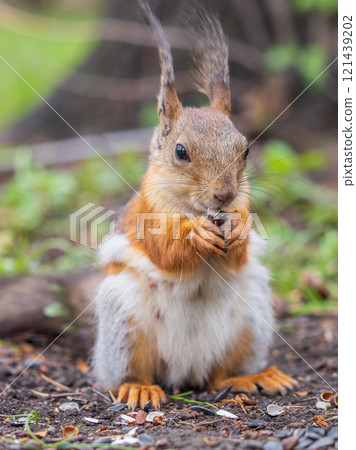Squirrel eats a nut while sitting in green grass. Eurasian red squirrel, Sciurus vulgaris 121439202
