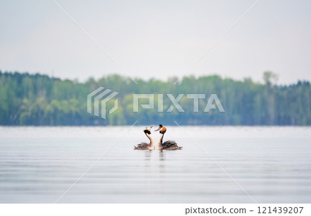 Mating games of two water birds Great Crested Grebes. Two waterfowl birds Great Crested Grebes swim in the lake with heart shaped silhouette 121439207