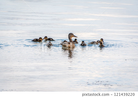 A family of ducks, a duck and its little ducklings are swimming in the water. The duck takes care of its newborn ducklings. Mallard, lat. Anas platyrhynchos 121439220