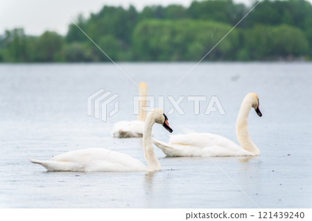 Three graceful white swans swims in the lake, swans in the wild. 121439240