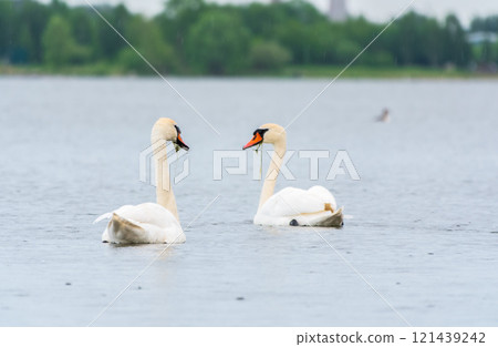 Two Graceful white Swans swimming in the lake, swans in the wild 121439242