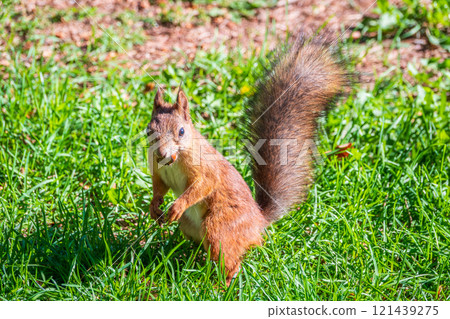 Autumn Squirrel standing on its hind legs on on green grass with fallen yellow leaves 121439275