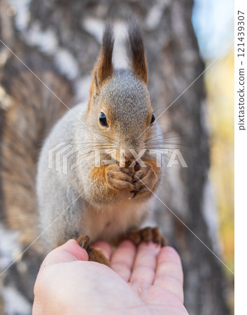 A squirrel in the autumn eats nuts from a human hand. Eurasian red squirrel, Sciurus vulgaris 121439307