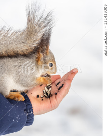 Squirrel eats nuts from a man's hand. Caring for animals in winter or autumn. 121439309