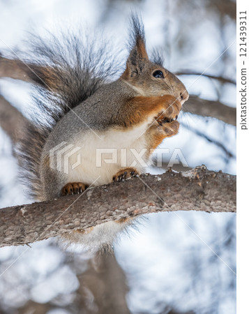 The squirrel with nut sits on tree in the winter or late autumn The squirrel with nut sits on tree in the winter or late autumn 121439311