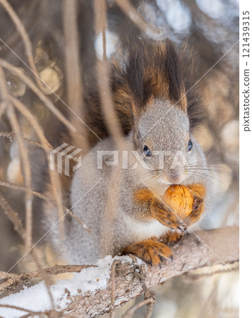 The squirrel with nut sits on tree in the winter or late autumn 121439315