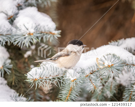 Cute bird the willow tit, song bird sitting on the fir branch with snow in winter Cute bird the willow tit, song bird sitting on the fir branch with snow in winter 121439317