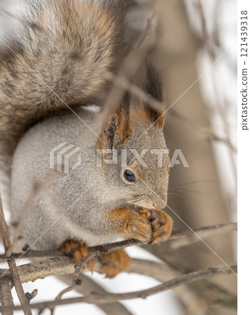 The squirrel with nut sits on tree in the winter or late autumn 121439318