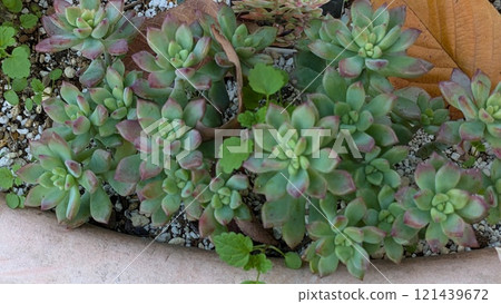Succulent plants 121439672