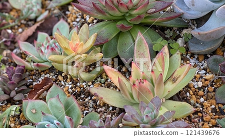 Succulent plants Succulent plants 121439676