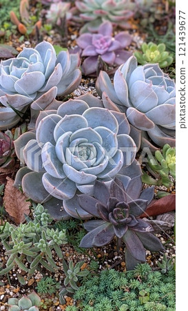 Succulent plants Succulent plants 121439677