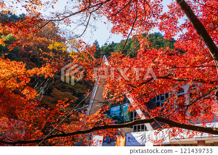In front of Kiyotaki Station on the Keio Line at Mount Takao in autumn, with the morning sun shining through 121439733