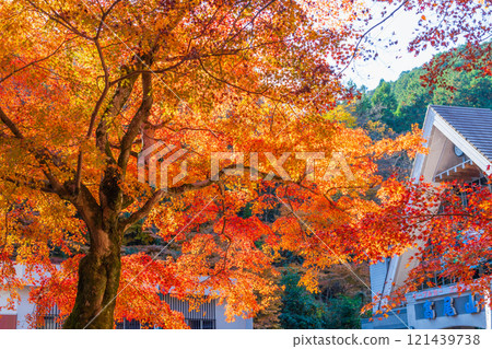 In front of Kiyotaki Station on the Keio Line at Mount Takao in autumn, with the morning sun shining through 121439738