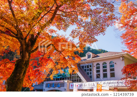 In front of Kiyotaki Station on the Keio Line at Mount Takao in autumn, with the morning sun shining through 121439739