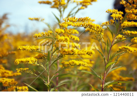 Solidago gigantea. Goldenrod is late or Canadian. An herbaceous plant with yellow flowers. The Flower of Nebraska and Kentucky 121440011