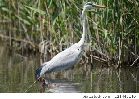 Heron Heron 121440110