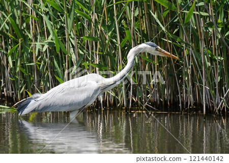 Heron 121440142