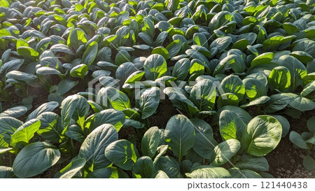 Field Field 121440438