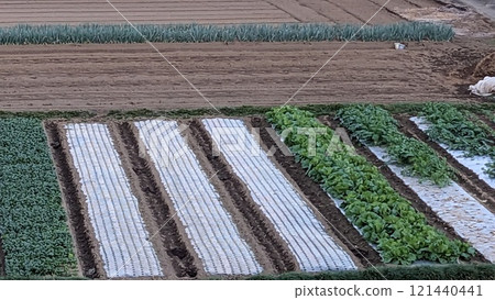Field Field 121440441
